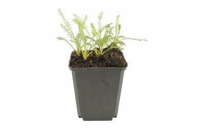 Duizendblad Achillea millefolium 'Terracotta' 5-10 Pot P9