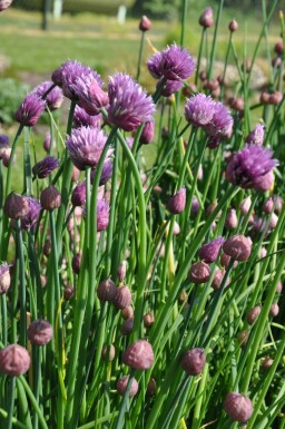 Bieslook Allium schoenoprasum 5-10 Pot P9