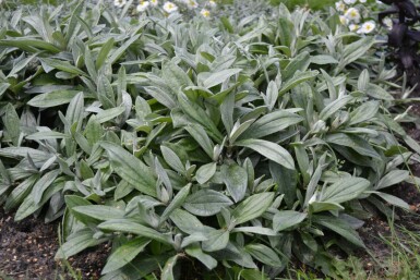 Siberisch edelweiss Anaphalis triplinervis 5-10 Pot P9