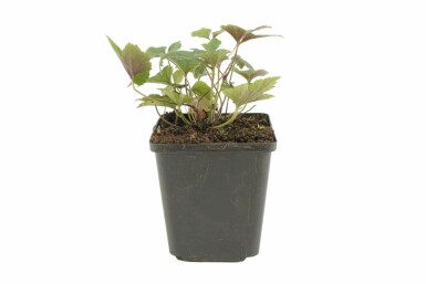 Herfstanemoon Anemone hupehensis 'Splendens' 5-10 Pot P9
