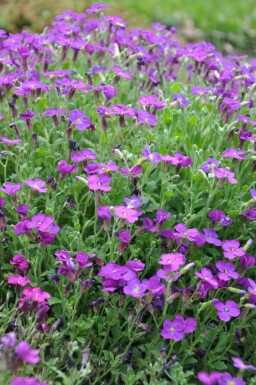 Blauwkussen Aubrieta 'Cascade Purple' 5-10 Pot P9