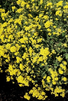 Schildzaad Aurinia saxatilis 5-10 Pot P9
