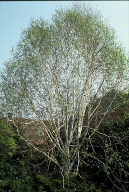 Himalayaberk Betula utilis 'Doorenbos' Struik 120-140 Pot C12