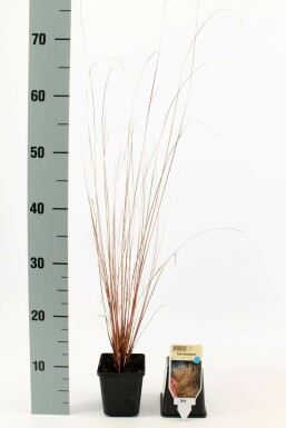 Zegge Carex buchananii 5-10 Pot P9