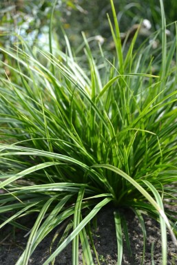 Zegge Carex morrowii 'Variegata' 5-10 Pot P9