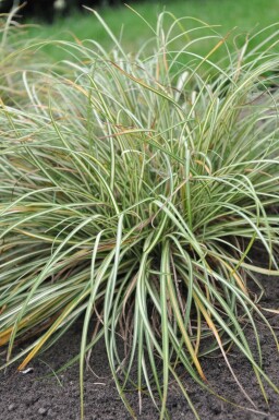 Zegge Carex ornithopoda 'Variegata' 5-10 Pot P9
