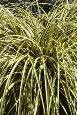 Zegge Carex oshimensis 'Evergold' 5-10 Pot P9