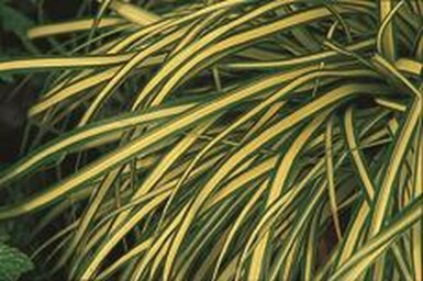 Zegge Carex oshimensis 'Evergold' 5-10 Pot P9