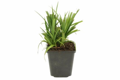 Hangende zegge Carex pendula 5-10 Pot P9