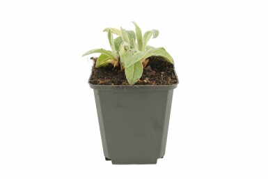 Korenbloem Centaurea montana 'Coerulea' 5-10 Pot P9