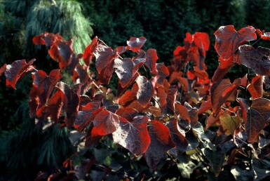 Roodbladige judasboom Cercis canadensis 'Forest Pansy' Struik 40-60 Pot C5