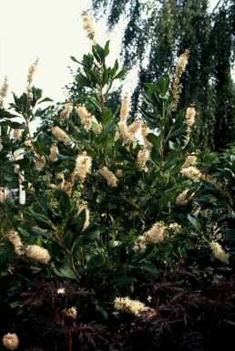 Schijnels Clethra alnifolia 'Pink Spire' Struik 30-40 Pot C3
