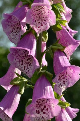 Vingerhoedskruid Digitalis purpurea 'Gloxiniiflora' 5-10 Pot P9