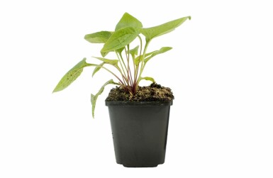 Zonnehoed Echinacea purpurea 5-10 Pot P9