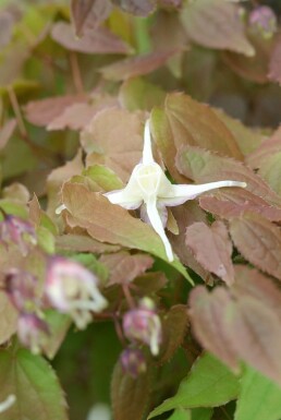 Elfenbloem Epimedium grandiflorum 'Lilafee' 5-10 Pot P9