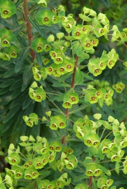 Wolfsmelk Euphorbia martinii 5-10 Pot P9