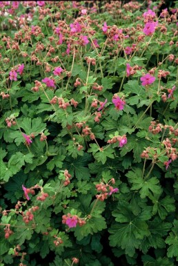 Ooievaarsbek Geranium macrorrhizum 'Bevan's Variety' 5-10 Pot P9