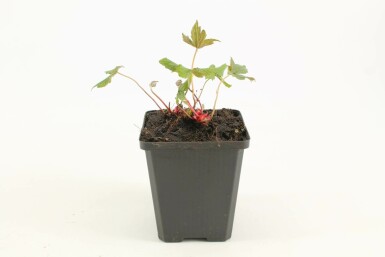 Ooievaarsbek Geranium nodosum 5-10 Pot P9
