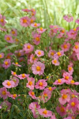 Zonneroosje Helianthemum hybride 'Lawrenson's Pink' 5-10 Pot P9