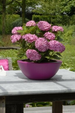 Hortensia Hydrangea macrophylla 'Forever & Ever® Pink' Struik 30-40 Pot C5