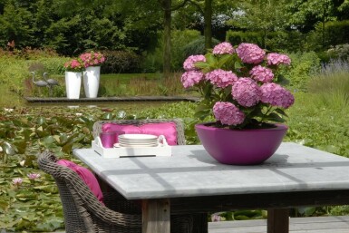 Hortensia Hydrangea macrophylla 'Forever & Ever® Pink' Struik 30-40 Pot C5