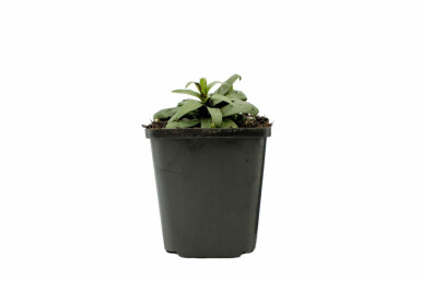 Alant Inula ensifolia 5-10 Pot P9