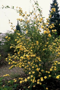 Ranonkelstruik Kerria Japonica 'Pleniflora' Struik 20-30 Pot C1,5
