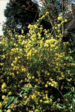 Ranonkelstruik Kerria Japonica 'Pleniflora' Struik 20-30 Pot C1,5