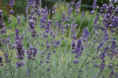 Lavendel Lavandula angustifolia 'Hidcote' 5-10 Pot P9