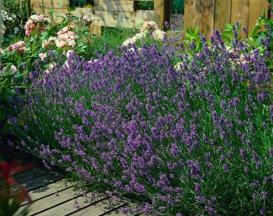 Lavendel Lavandula angustifolia 'Munstead' 5-10 Pot P9