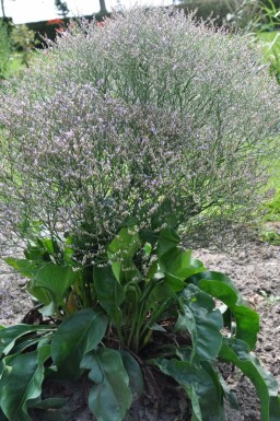 Lamsoor Limonium latifolium 5-10 Pot P9