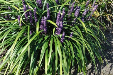 Leliegras Liriope muscari 'Royal Purple' 5-10 Pot P9
