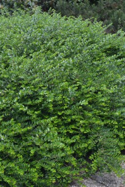 Chinese Kamperfoelie Lonicera nitida 'Maigrün' 5-10 Pot P9