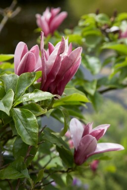 Valse tulpenboom Magnolia 'Susan' Struik 20-30 Pot C3