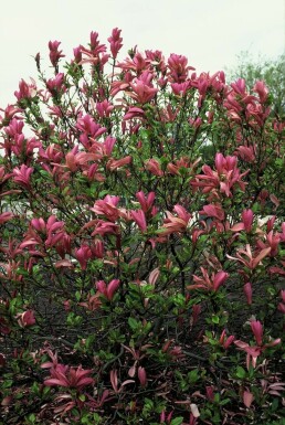 Valse tulpenboom Magnolia 'Susan' Struik 20-30 Pot C3