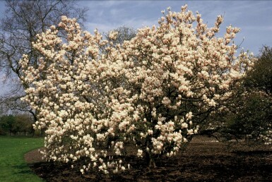 Beverboom Magnolia soulangeana Struik 20-30 Pot C2