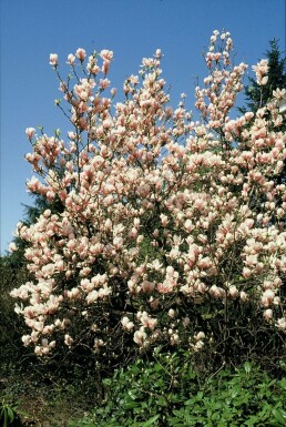 Beverboom Magnolia soulangeana Struik 20-30 Pot C2