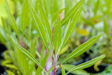 Teunisbloem Oenothera macrocarpa 5-10 Pot P9