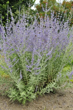 Reuzenlavendel Perovskia atriplicifolia 'Blue Spire' 5-10 Pot P9