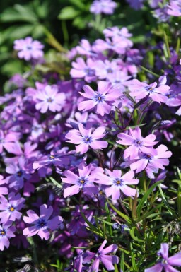 Vlambloem Phlox subulata 'Purple Beauty' 5-10 Pot P9