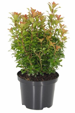 Lavendelheide Pieris Japonica 'Little Heath Green' Struik 15-20 Pot C2