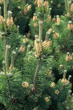 Bergden Pinus mugo mughus Struik 20-30 Pot C2