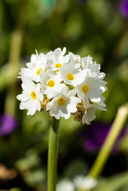 Sleutelbloem Primula denticulata 'Alba' 5-10 Pot P9