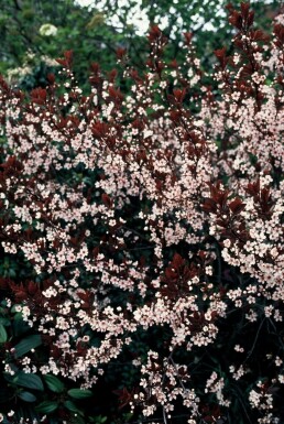 Purperbladige zandkers Prunus cistena Struik 30-40 Pot C2,5