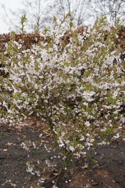 Chinese dwergsierkers Prunus incisa 'Kojou No Mai' Struik 30-40 Pot C2