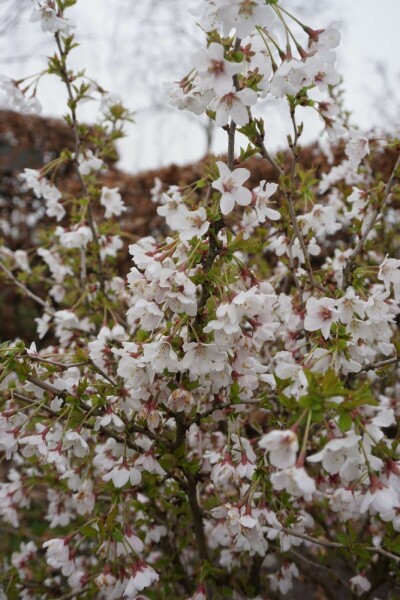 Prunus incisa 'Kojou No Mai'
