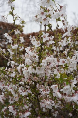 Chinese dwergsierkers Prunus incisa 'Kojou No Mai' Struik 30-40 Pot C2