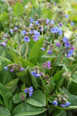 Longkruid Pulmonaria angustifolia 'Blue Ensign' 5-10 Pot P9