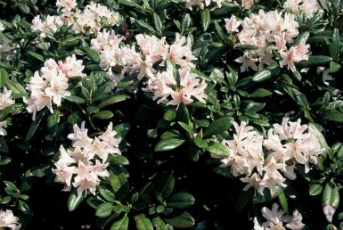 Rhododendron Rhododendron 'Cunningham's White' Struik 40-50 Pot C7,5