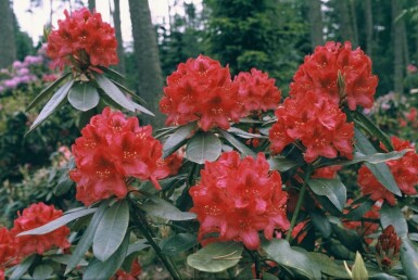 Rhododendron Rhododendron 'Nova Zembla' Struik 60-80 Pot C12
